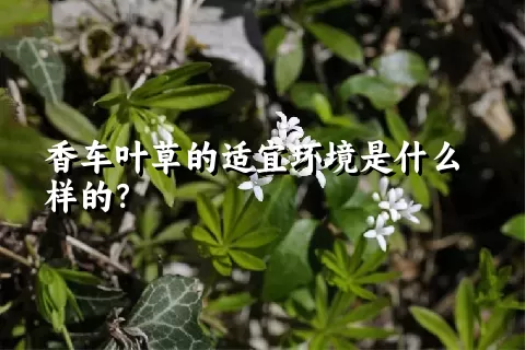 香车叶草的适宜环境是什么样的？