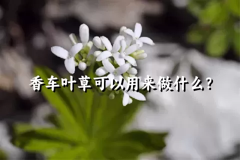 香车叶草可以用来做什么？