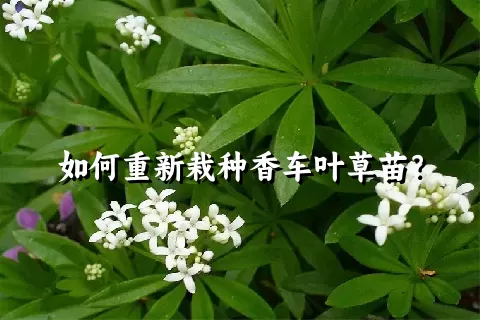 如何重新栽种香车叶草苗？