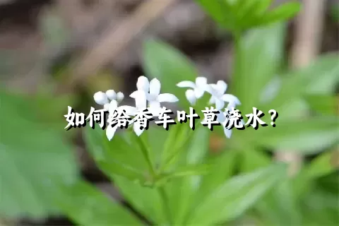 如何给香车叶草浇水？