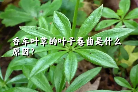 香车叶草的叶子卷曲是什么原因？