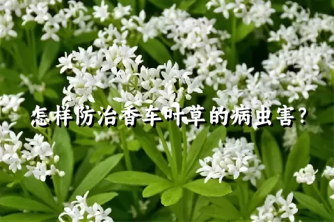 怎样防治香车叶草的病虫害？