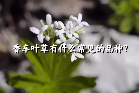 香车叶草有什么常见的品种？