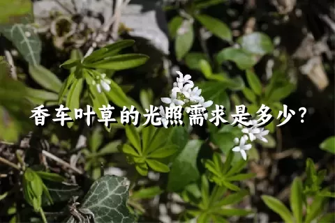 香车叶草的光照需求是多少？