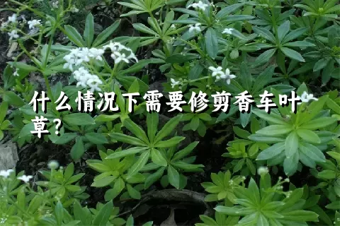 什么情况下需要修剪香车叶草？