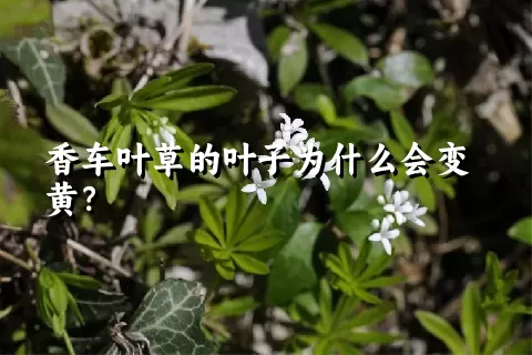 香车叶草的叶子为什么会变黄？