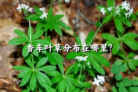 香车叶草分布在哪里?