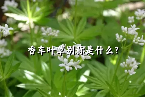 香车叶草别称是什么？