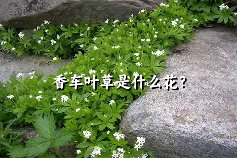 香车叶草是什么花？