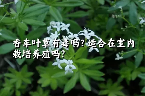 香车叶草有毒吗？适合在室内栽培养殖吗？