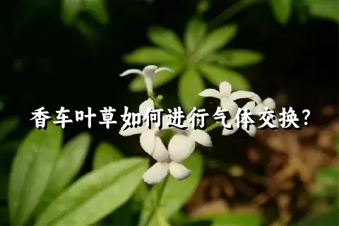 香车叶草如何进行气体交换？