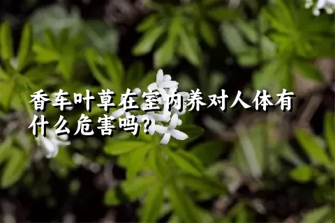 香车叶草在室内养对人体有什么危害吗？