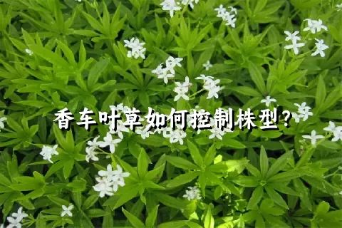 香车叶草如何控制株型？