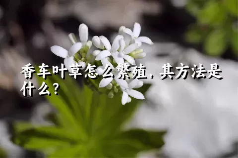 香车叶草怎么繁殖，其方法是什么？