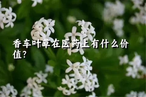 香车叶草在医药上有什么价值？