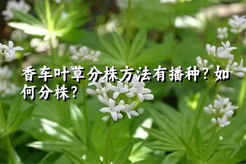 香车叶草分株方法有播种？如何分株？