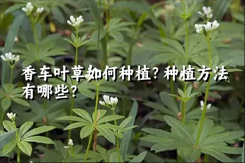 香车叶草如何种植？种植方法有哪些？