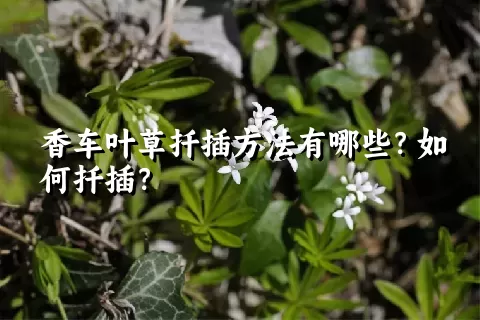 香车叶草扦插方法有哪些？如何扦插？