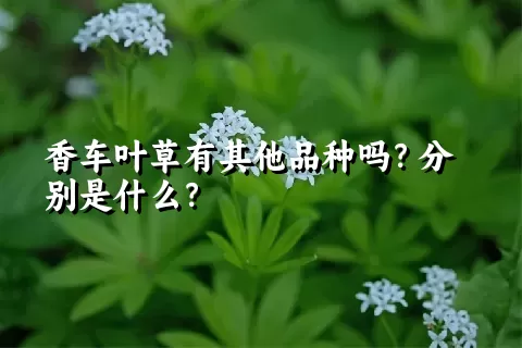 香车叶草有其他品种吗？分别是什么？