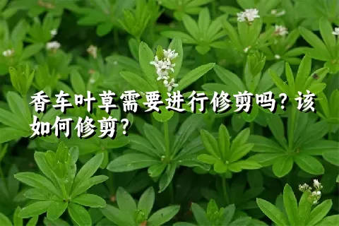 香车叶草需要进行修剪吗？该如何修剪？