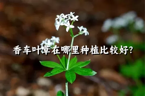 香车叶草在哪里种植比较好？