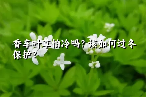 香车叶草怕冷吗？该如何过冬保护？