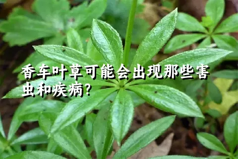 香车叶草可能会出现那些害虫和疾病？