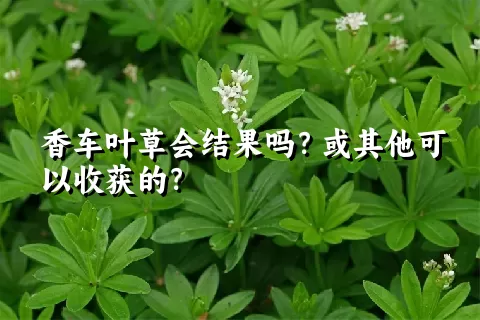 香车叶草会结果吗？或其他可以收获的？