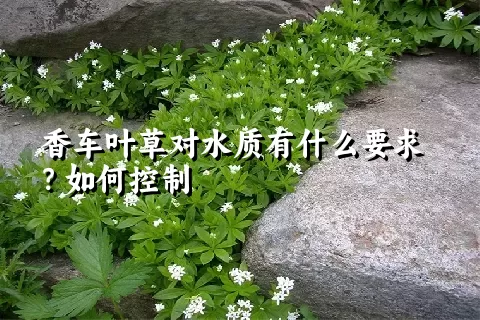 香车叶草对水质有什么要求？如何控制