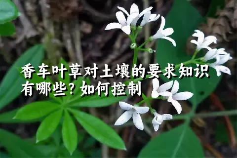 香车叶草对土壤的要求知识有哪些？如何控制