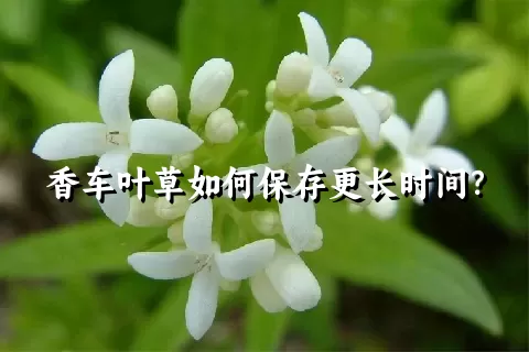 香车叶草如何保存更长时间？