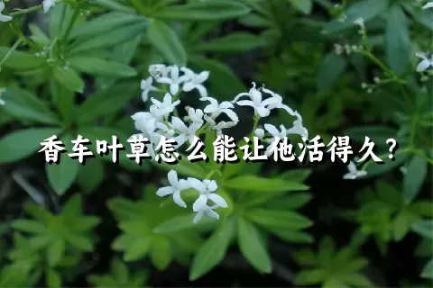 香车叶草怎么能让他活得久？