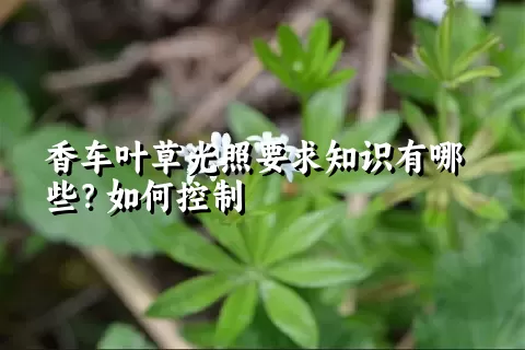 香车叶草光照要求知识有哪些？如何控制