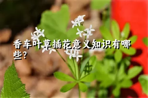 香车叶草插花意义知识有哪些？