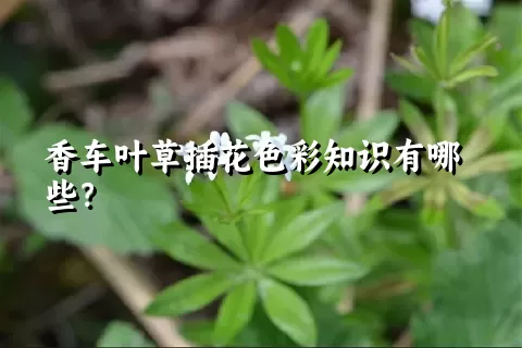 香车叶草插花色彩知识有哪些？