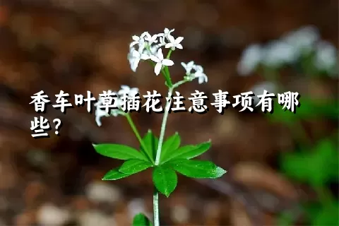 香车叶草插花注意事项有哪些？