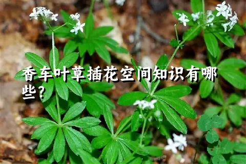 香车叶草插花空间知识有哪些？