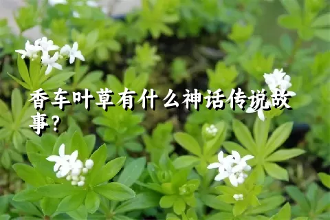 香车叶草有什么神话传说故事？