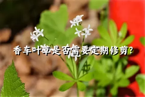 香车叶草是否需要定期修剪？