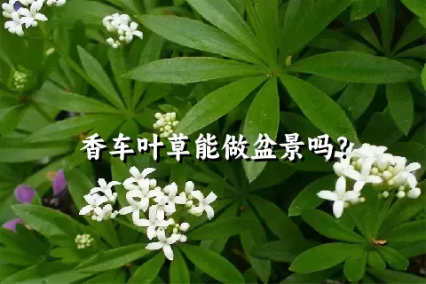 香车叶草能做盆景吗？