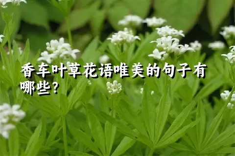 香车叶草花语唯美的句子有哪些？