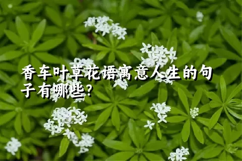 香车叶草花语寓意人生的句子有哪些？