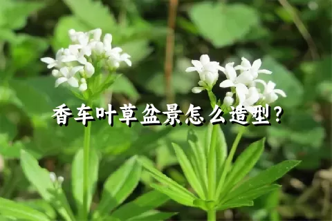 香车叶草盆景怎么造型？