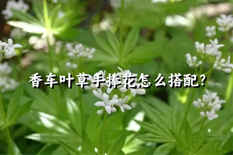 香车叶草手捧花怎么搭配？