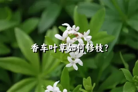 香车叶草如何修枝？