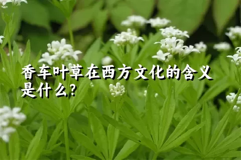 香车叶草在西方文化的含义是什么？