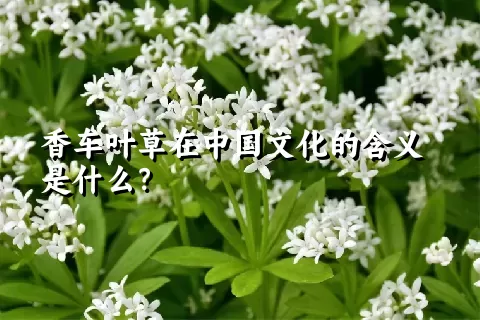 香车叶草在中国文化的含义是什么？