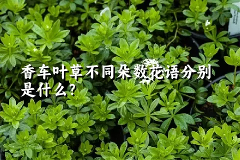 香车叶草不同朵数花语分别是什么？