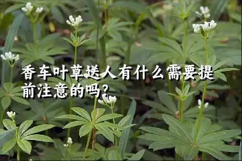 香车叶草送人有什么需要提前注意的吗？