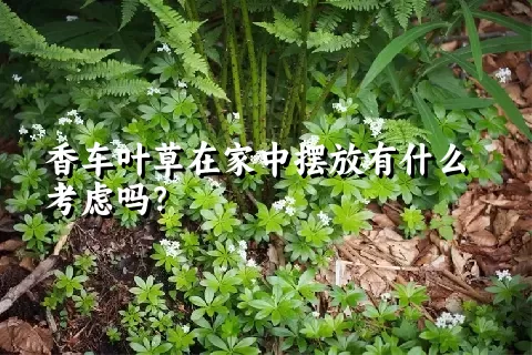 香车叶草在家中摆放有什么考虑吗？